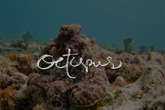 Octopus Font Poster 1