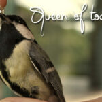 Queen of Today Font Poster 2