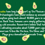 Avocados Font Poster 6