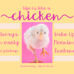 Chicken Snackwrap Font Poster 2