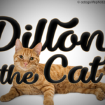 Dillon the Cat Font Poster 1