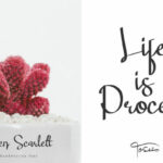 Ellen Scarlett Font Poster 3