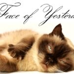 Face of Yesterday Font Poster 2