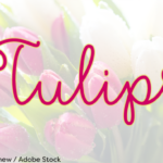 Flower Shop Font Poster 2