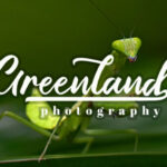 Gallisia Script Font Poster 6