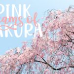Hello Sakura Font Poster 2