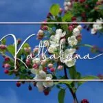 Sugartina Font Poster 7
