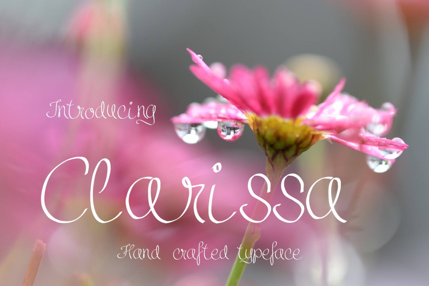 Clarissa Font