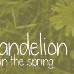 Dandelion in the Spring Font Poster 1