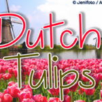 Dutch Tulips Font Poster 1