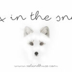 Fox in the Snow Font Poster 1