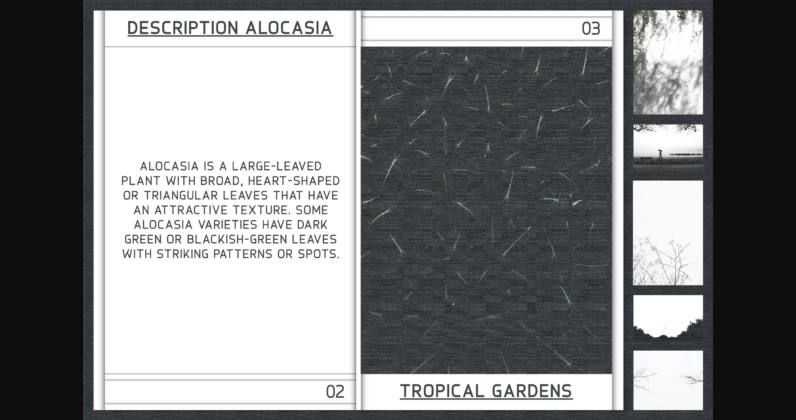 Alocasia Font Poster 9