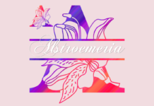 Alstroemeria Split Font Poster 1