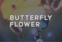 Butterfly Flower Font Poster 1