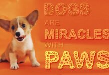 Dog Paws Font Poster 1