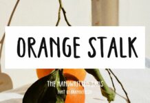 Orange Stalk Font Poster 1