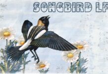 Songbird LF Font Poster 1