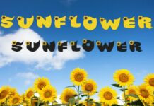 Sunflower Font Poster 1