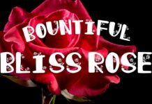 Bountiful Bliss Rose Font Poster 1