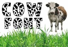 Cow Font Poster 1