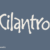 Cilantro