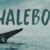 Whalebone