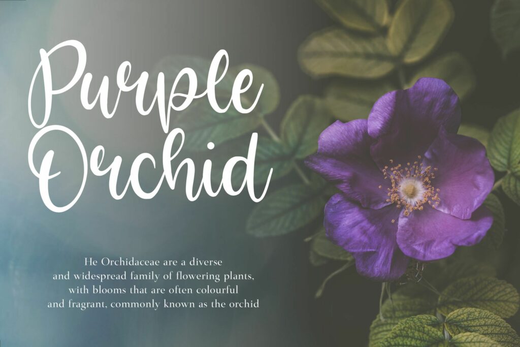 Bright Violet Monoline Handwritten Font Poster 6