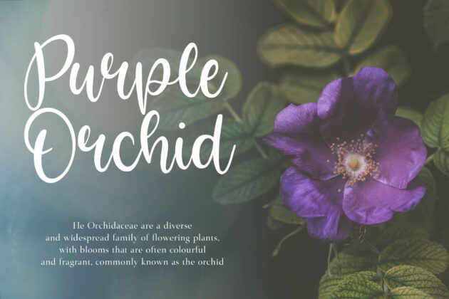 Bright Violet Monoline Handwritten Font Poster 6