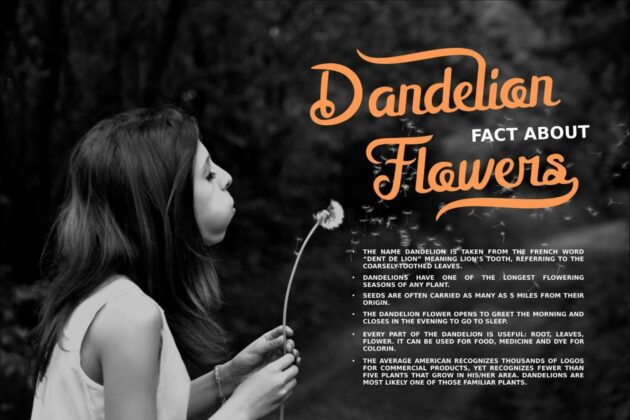 Mellifret script font Poster 4